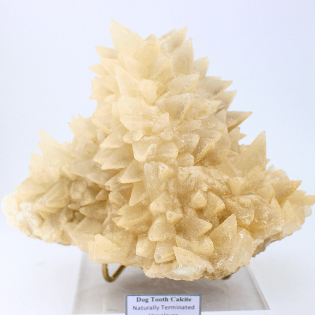 Dog Tooth Calcite Naturally Terminated Himalayas 3176g