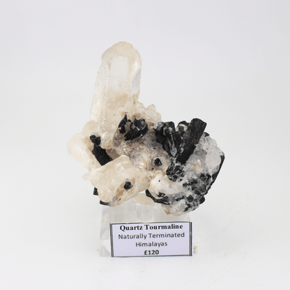 Quarz Turmalin Natürlich Terminiert Himalaya 268 Natürliches Mineralienexemplar Feines Sammlerstück Vitrinenobjekt Geologisches Interesse